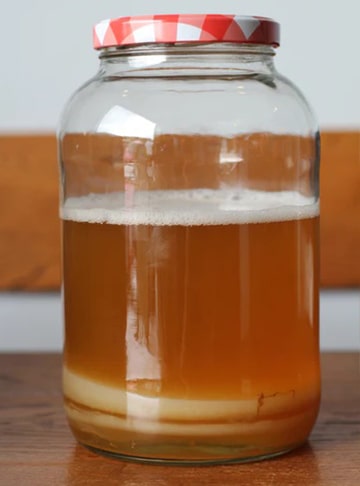 SCOBY DE KOMBUCHA - 2 LITROS
